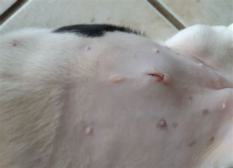 dog spay incision leaking fluid|Seroma After